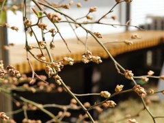 開花が待ち遠しい