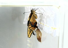 キアゲハ羽化