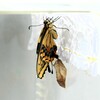キアゲハ羽化