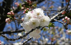 外堀の春