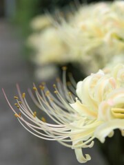彼岸花