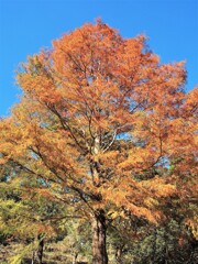 秋の公園・散歩道