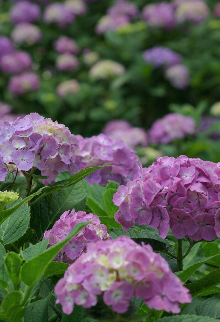 紫陽花を楽しもう