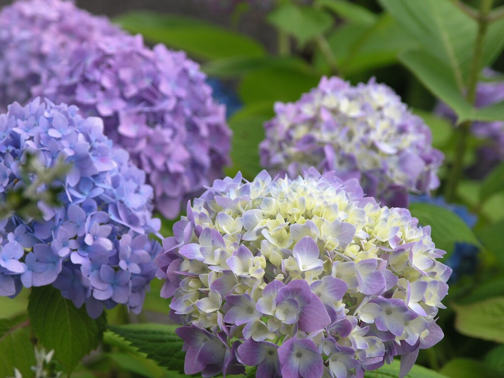 紫陽花を楽しもう