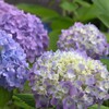 紫陽花を楽しもう