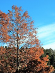 澄んだ冬の空気を感じる時