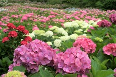 紫陽花の園