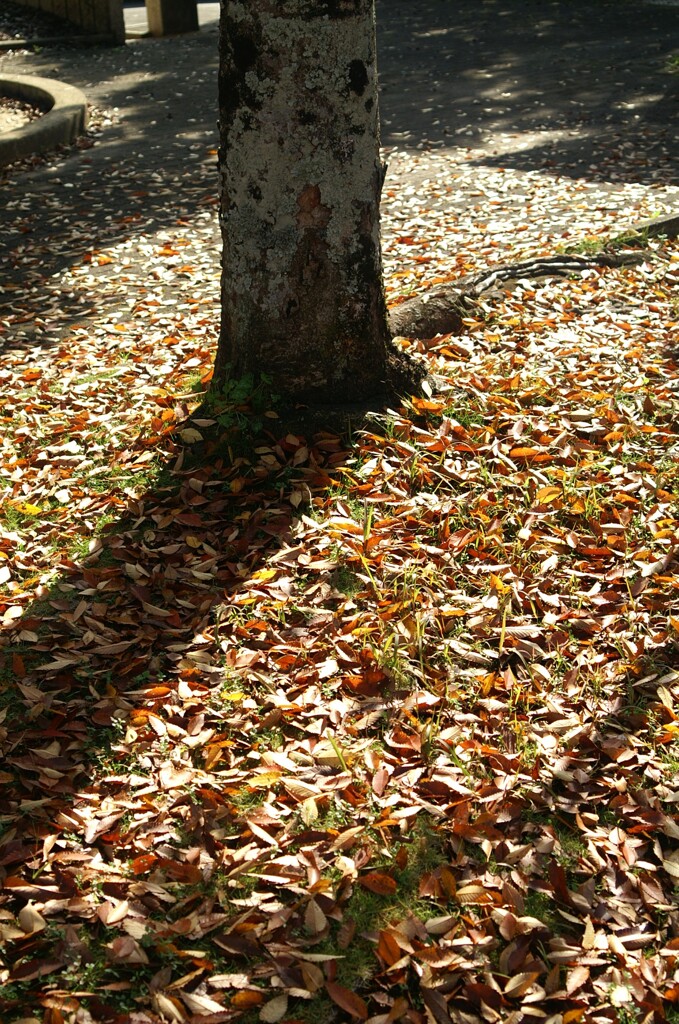 秋の日差しと影