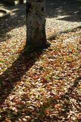 秋の日差しと影