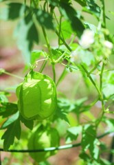 散歩で出会った草花