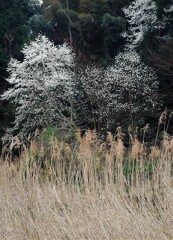 里山の春
