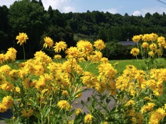 夏の花景色