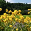 夏の花景色