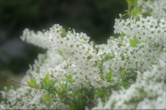 春の淡雪のごとく