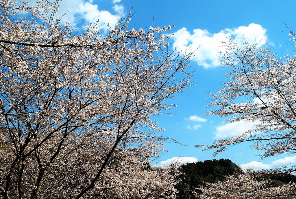 里山の桜