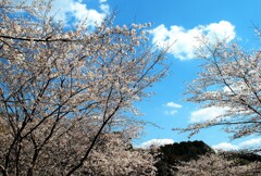 里山の桜