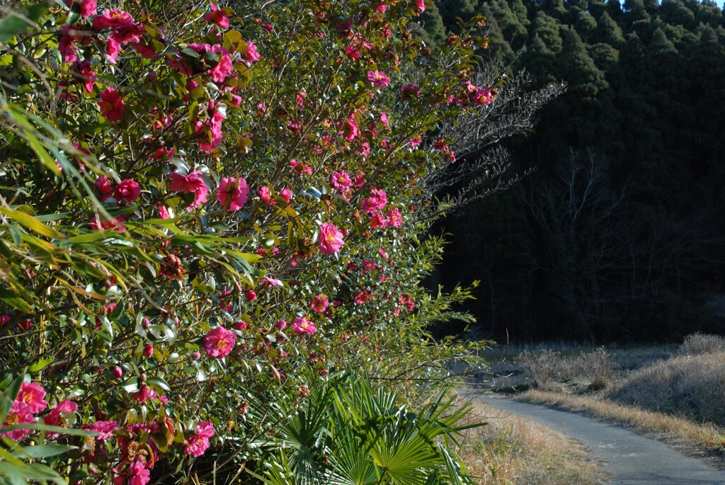 山茶花咲く道