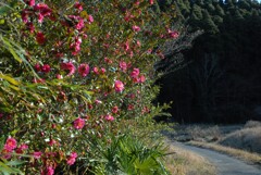 山茶花咲く道