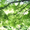 もみじの木の下で