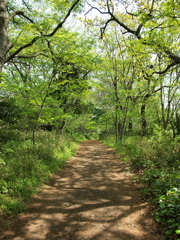緑の小道