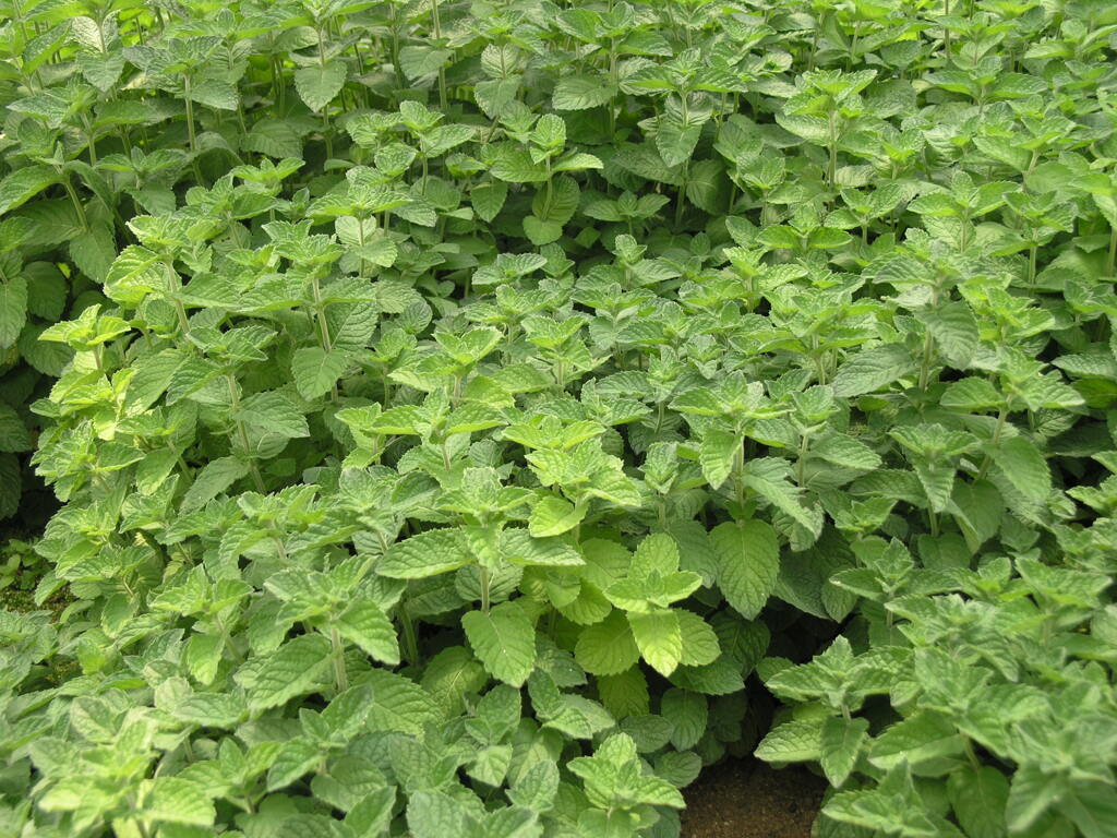 ハーブの森