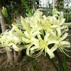 庭の彼岸花(白)