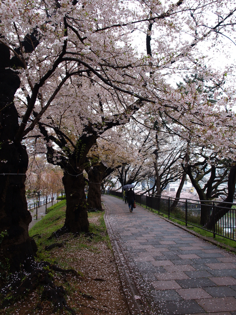 外堀桜景色1