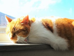 小春日和だニャ