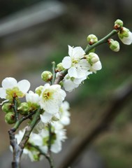 我が家も梅祭り