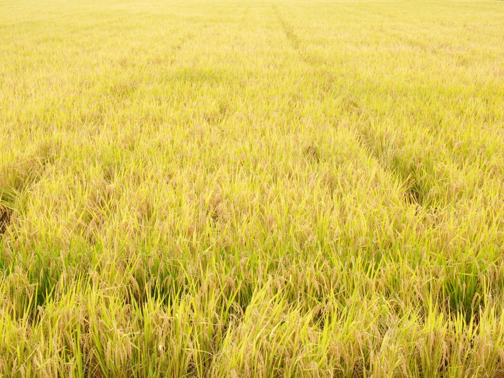 まだ刈らないのかなぁ…