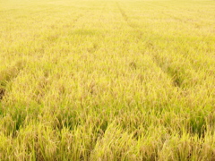 まだ刈らないのかなぁ…