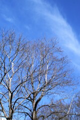 冬木立の向こうの空