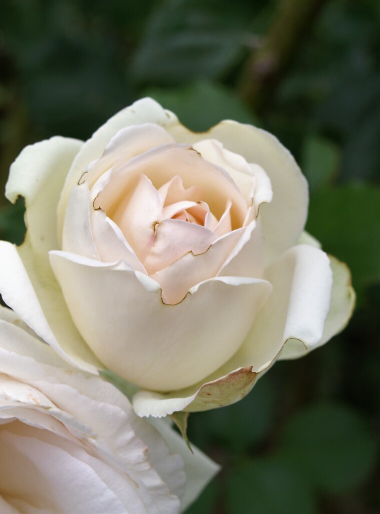 薔薇