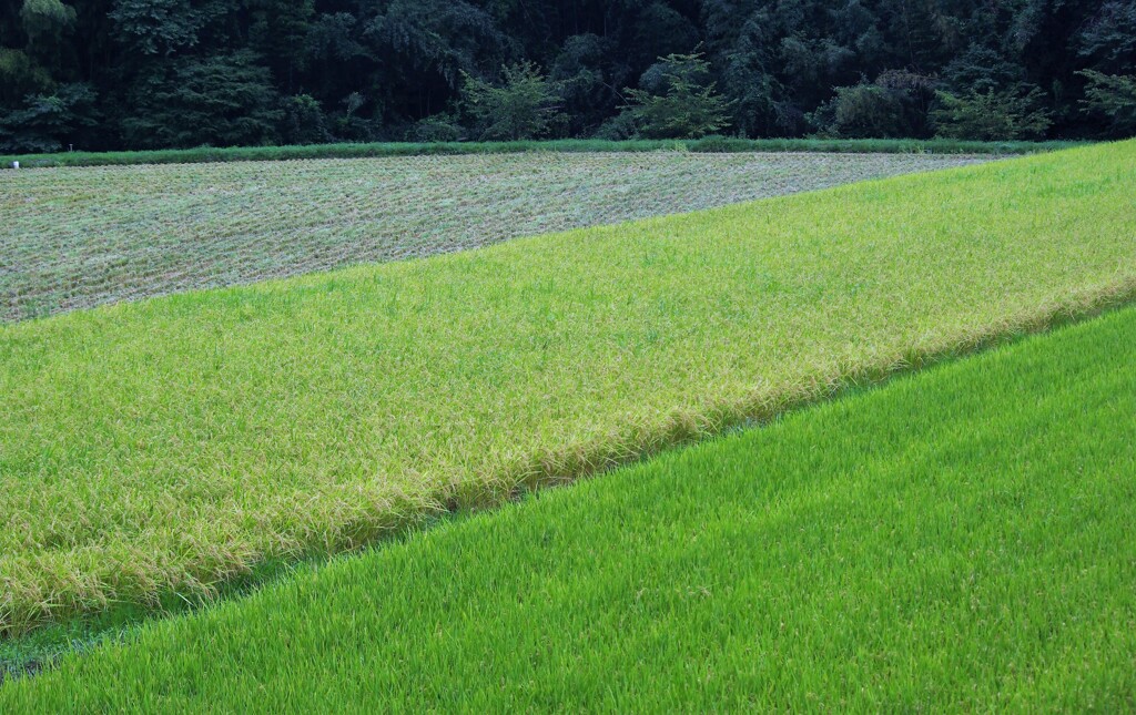晩夏・里山点描