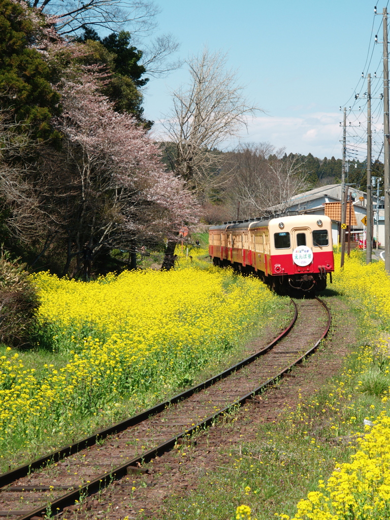 小湊鉄道の春　Ⅰ