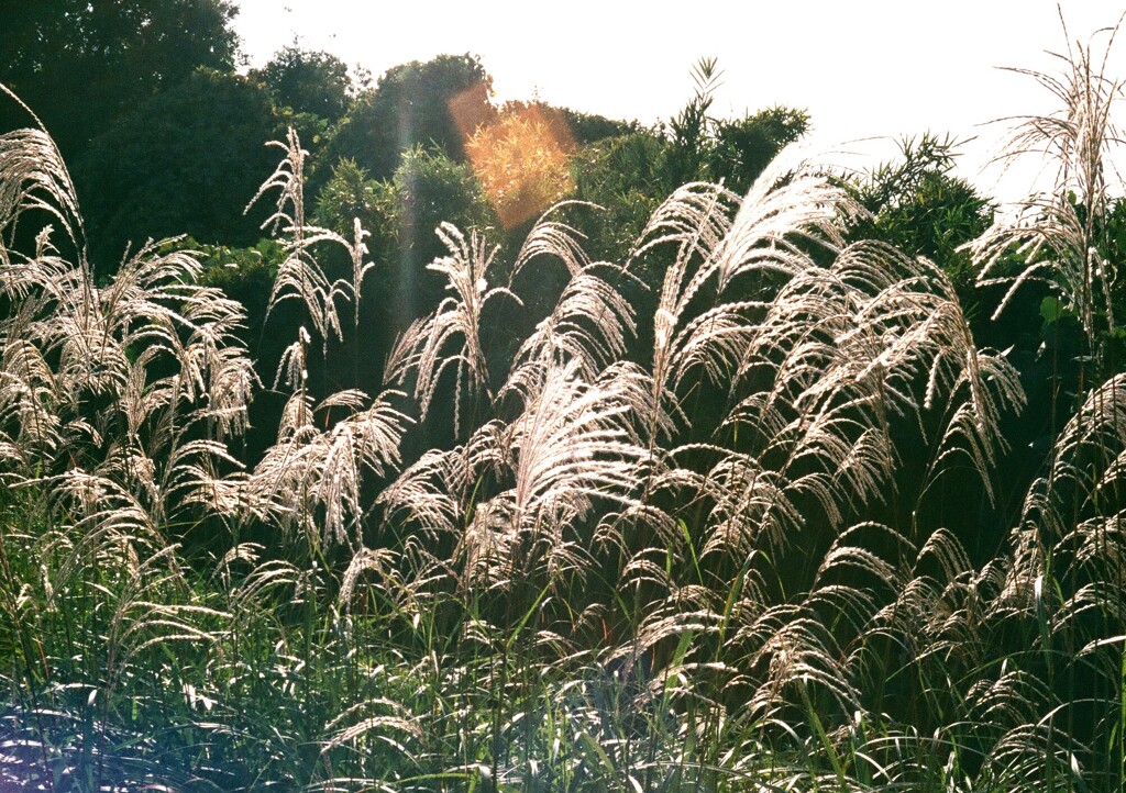 晩秋の里山(フィルム)