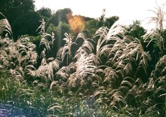 晩秋の里山(フィルム)