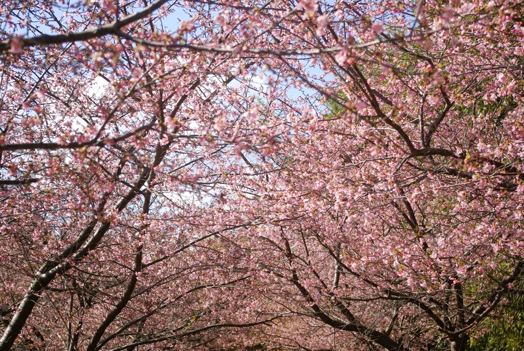 春うらら