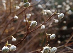 春を待つ蕾たち