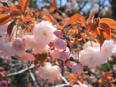 牧場にも春13