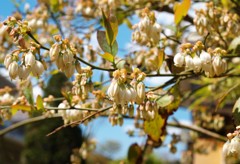 ブルーベリーの花1