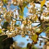 ブルーベリーの花1