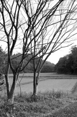 里山散歩