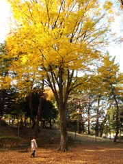 石神井公園の秋5