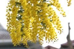 七丁目のミモザ