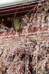 宝蔵門桜景色