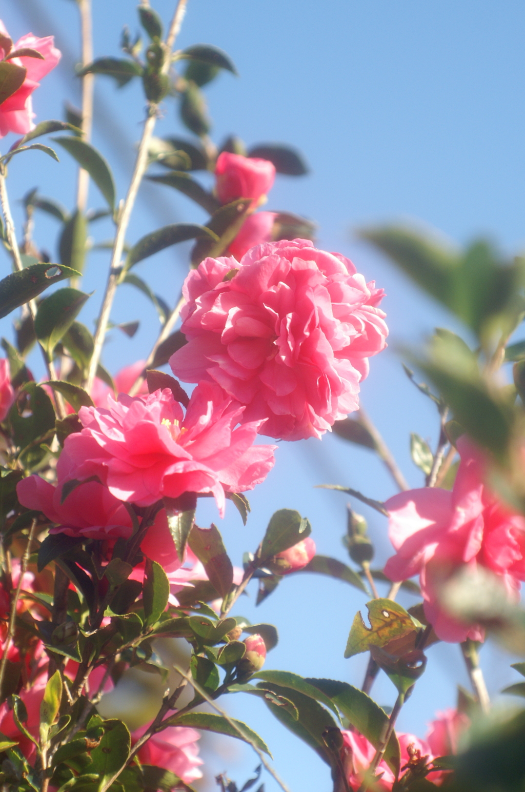 オールドレンズで見つけた秋