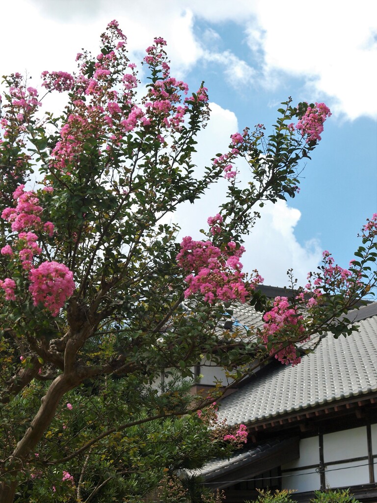 晩夏