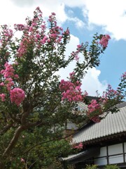 晩夏