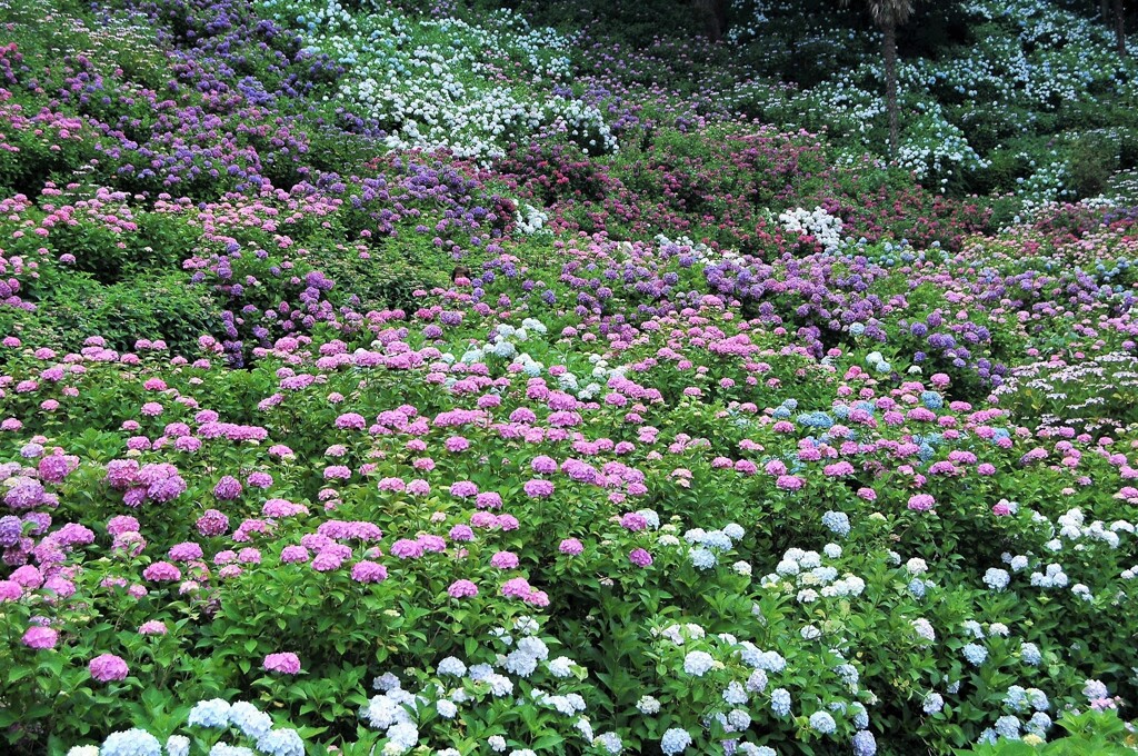 紫陽花の谷・紫陽花の丘
